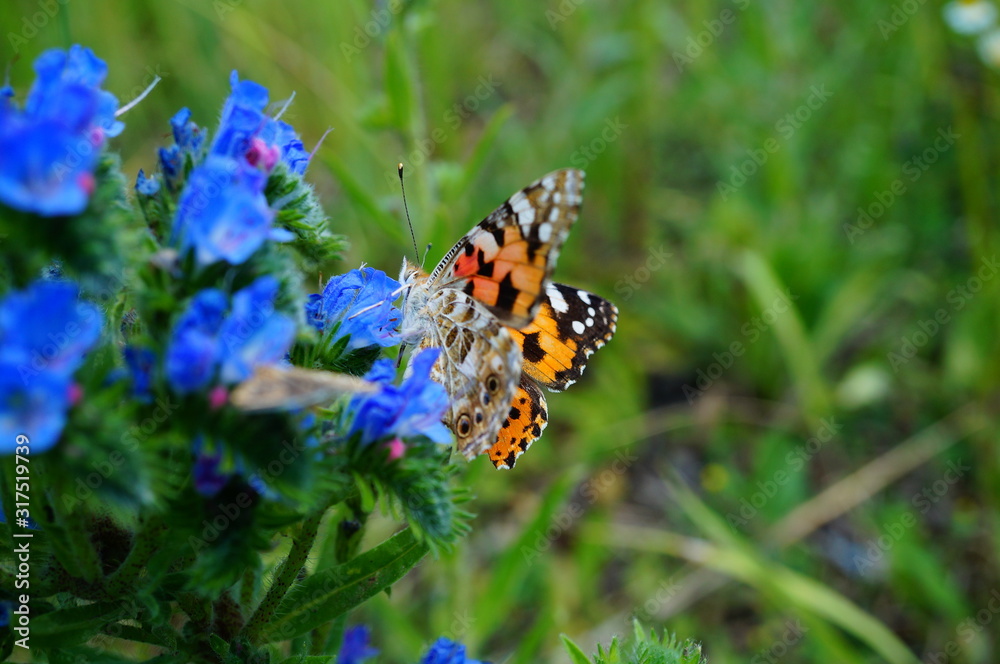 Obraz premium butterfly on flower