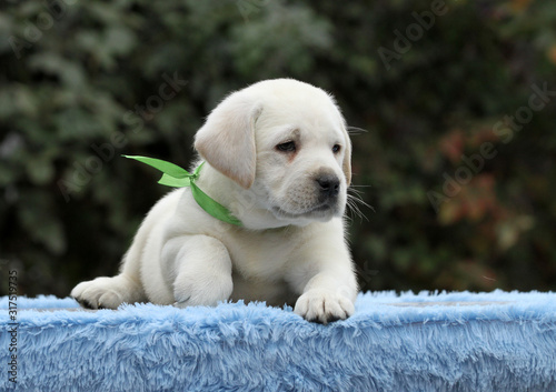 cute nice sweet labrador puppy on a blue background