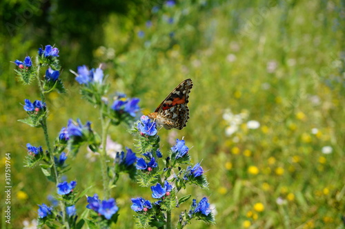 butterfly on a flower © Станислав 