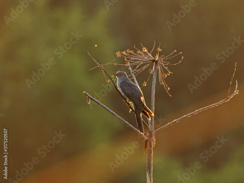  Сommon cuckoo (Cuculus canorus) sits on a branch in the sunset control light. 