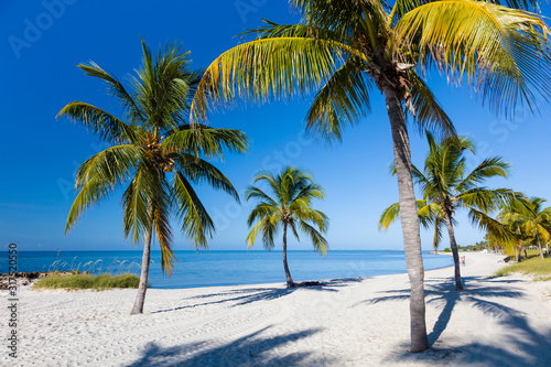 Palm tree on sandy Smathers Beach on the Atlantic Ocean in Key West Florida on a blue sky summer day with no people