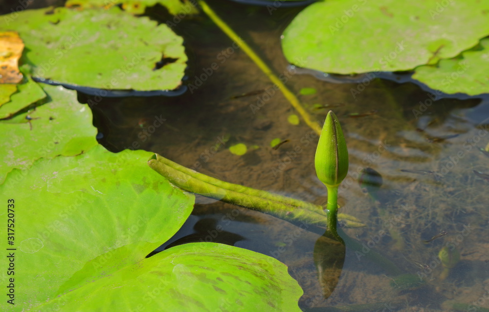 Lotus bud or water lily or nelumbo nucifera, in buddhism lotus symbolizes purity and enlightenment, although grows in muddy water but rises above the surface, untouched by the impurity Lotus bud or water lily or nelumbo nucifera, in buddhism lotus symbolizes purity and enlightenment, although grows in muddy water but rises above the surface, untouched by the impurity