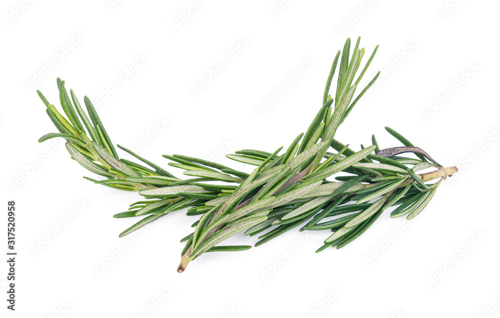 Fototapeta premium Rosemary isolated on white background
