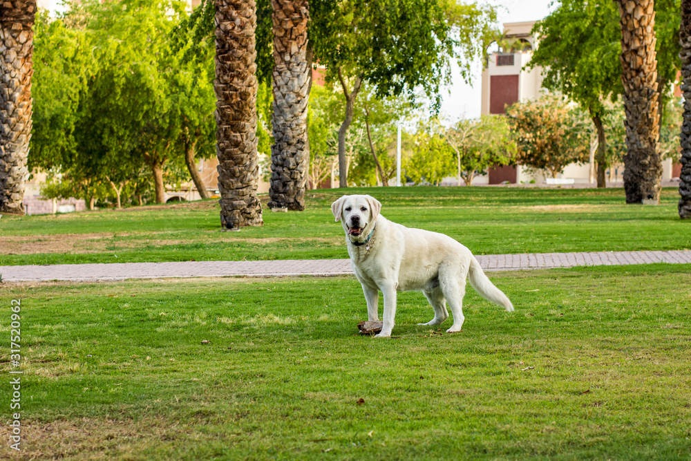 adult Labrador dog portrait looking at camera in spring time park outdoor nature scenic environment space