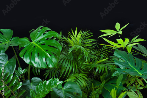 Fototapeta Naklejka Na Ścianę i Meble -  Green leaves of tropical forest plants on black background