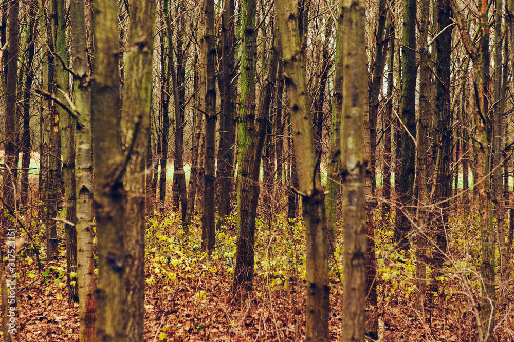 Forest, trees and grasses in winter Forest, trees and grasses in winter