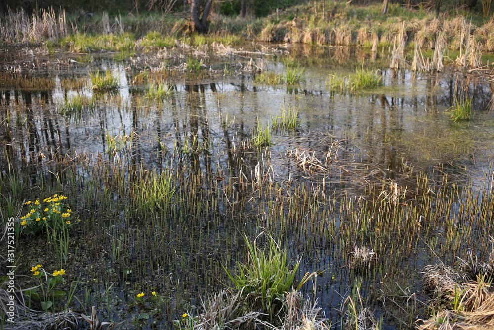 Young reeds and poisonous flowers buttercups are growing on the surface of the swamp in the evening. Young reeds and poisonous flowers buttercups are growing on the surface of the swamp in the evening.