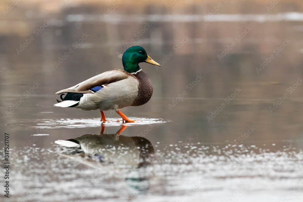 The male mallard (Anas platyrhynchos) in the plumage sits on the ice in the evening light. The male mallard (Anas platyrhynchos) in the plumage sits on the ice in the evening light.
