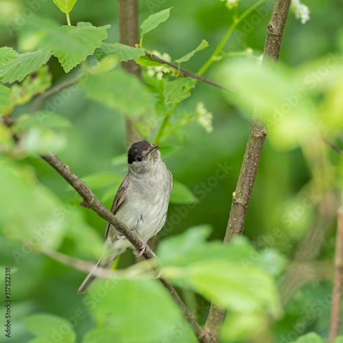 The Eurasian blackcap (Sylvia atricapilla) usually known simply as the blackcap, is a common and widespread typical warbler.