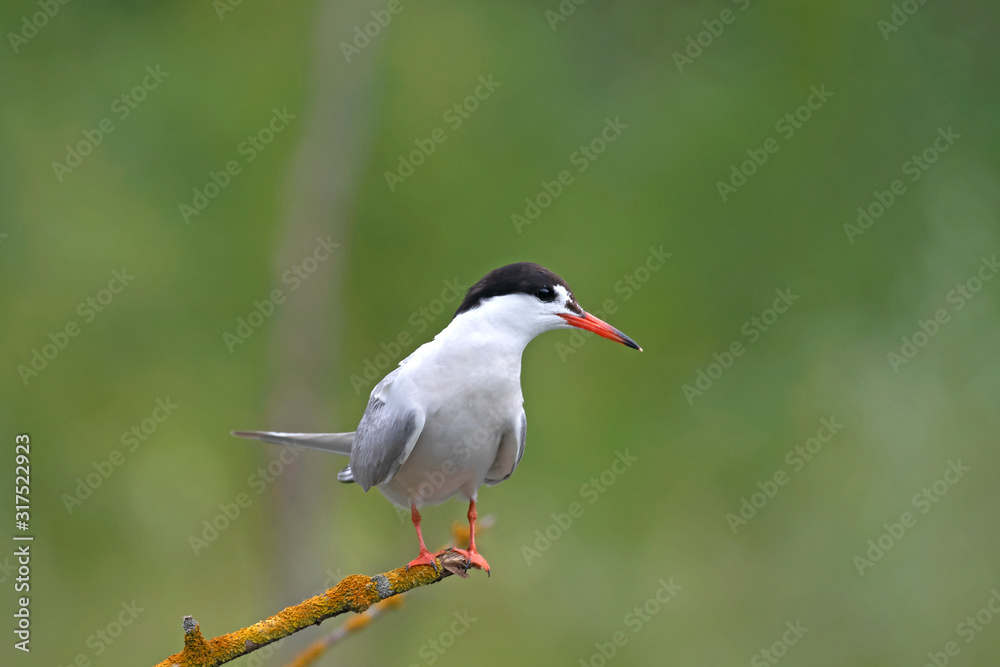 The common tern (Sterna hirundo) is a seabird in the Laridae family. The common tern (Sterna hirundo) sits on a branch The common tern (Sterna hirundo) is a seabird in the Laridae family. The common tern (Sterna hirundo) sits on a branch
