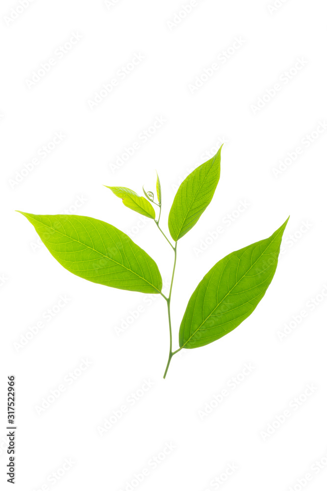 Green leaf texture white background Green leaf texture white background