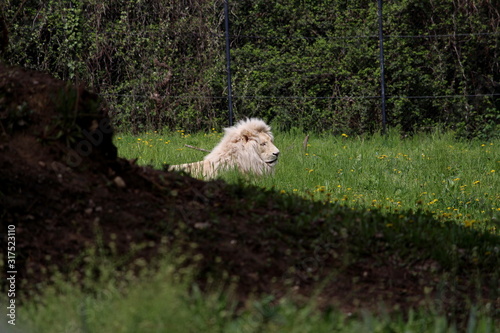 A male lion inside a wildlife park is resting