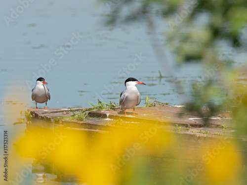 The common tern (Sterna hirundo) sits on a branch. The common tern (Sterna hirundo) is a seabird in the Laridae family.