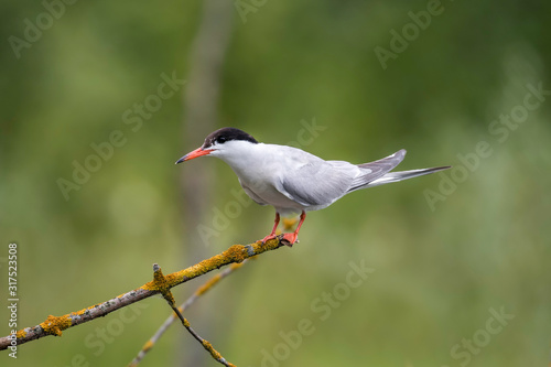 The common tern (Sterna hirundo) sits on a branch. The common tern (Sterna hirundo) is a seabird in the Laridae family.