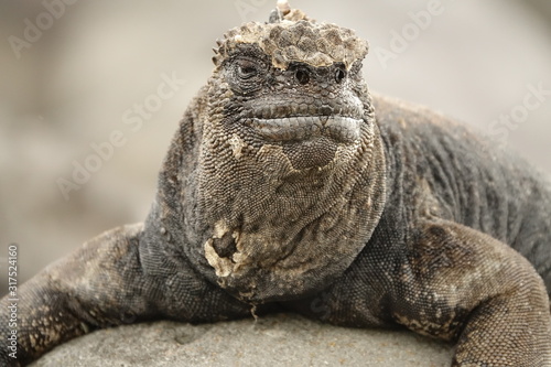 Prehistorical Sea iguana