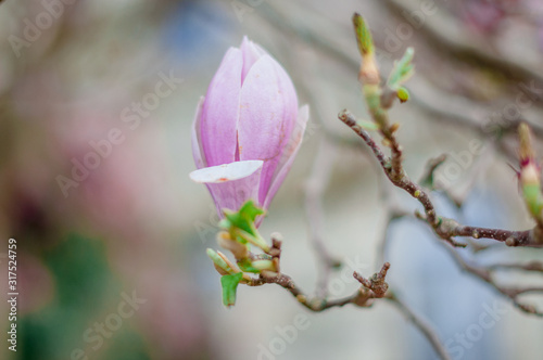 Magnolia rose de Bretagne en printemps
