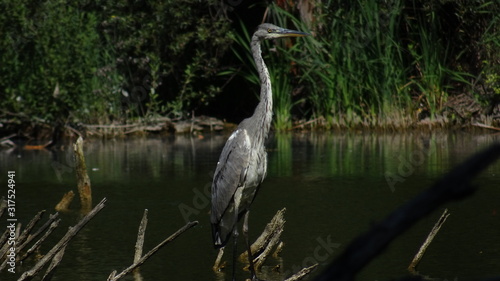 Foto Grey heron