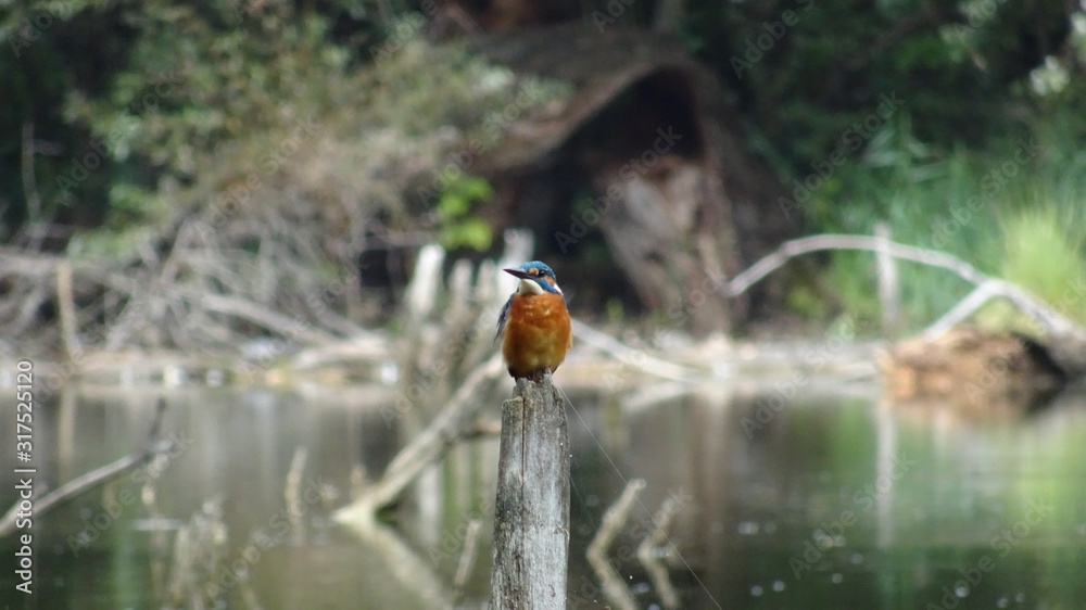 Kingfisher