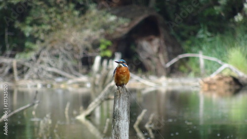 Kingfisher