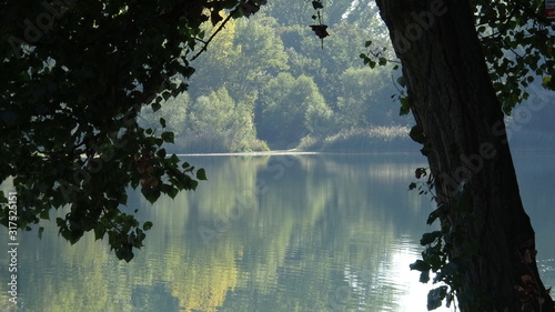 Reflection of trees in water