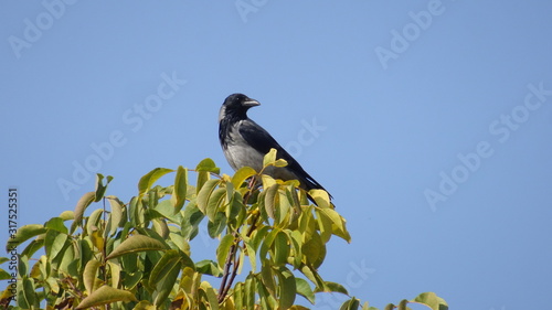 Crow on a tree top