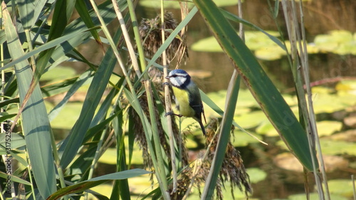 Blue tit