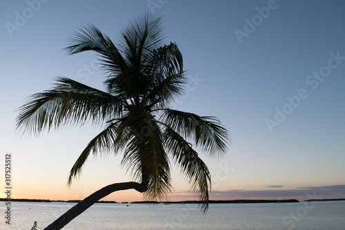 Palm over water