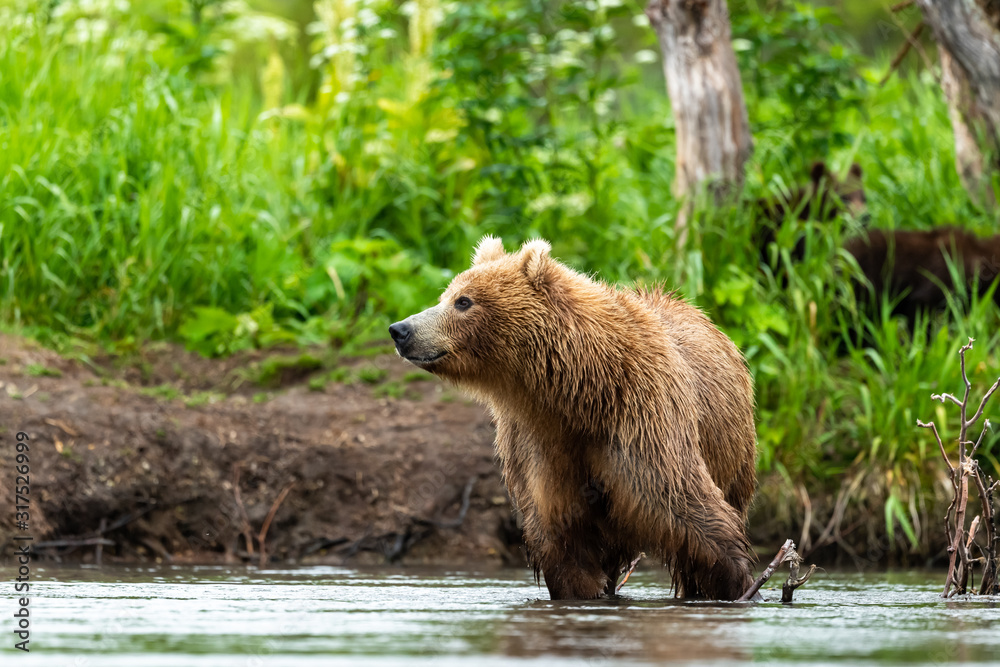 Fototapeta premium Ruling the landscape, brown bears of Kamchatka (Ursus arctos beringianus)