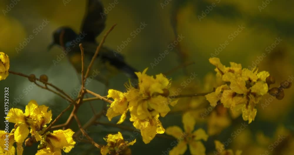 Out of focus sunbird flying off in the background in super slow motion Out of focus sunbird flying off in the background in super slow motion