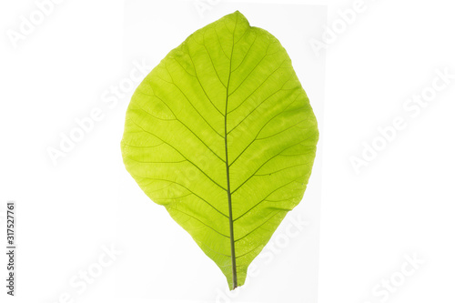 Green leaf texture white background