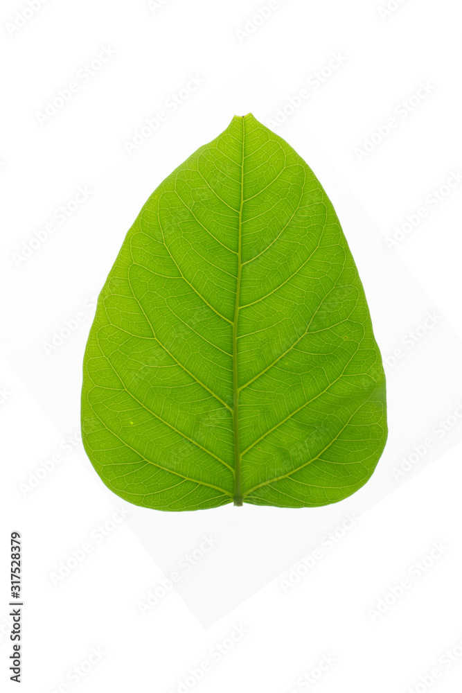 Obraz premium Green leaf texture white background