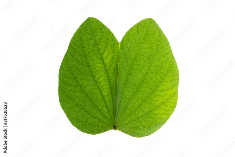 Green leaf texture white background Green leaf texture white background