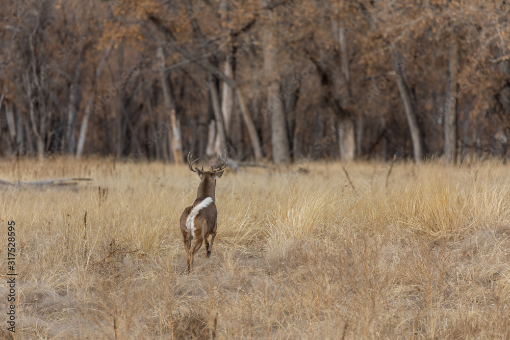 Whitetail Deer Buck in Colorado in Fall Whitetail Deer Buck in Colorado in Fall