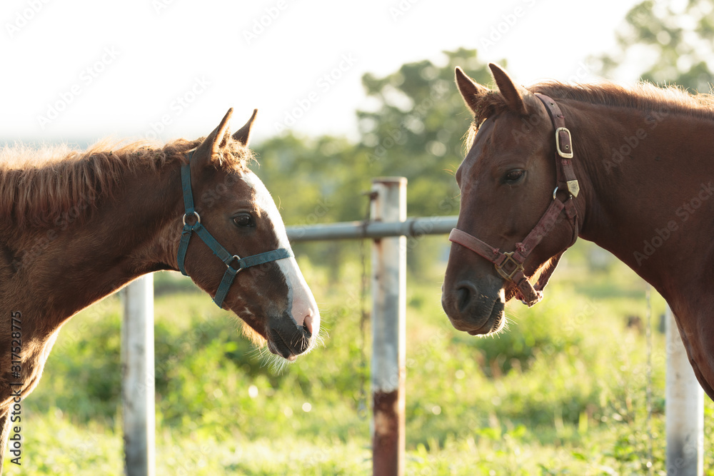 日本の北海道東部・9月の牧場、逆光の朝靄に浮かぶ馬のシルエット 日本の北海道東部・9月の牧場、逆光の朝靄に浮かぶ馬のシルエット