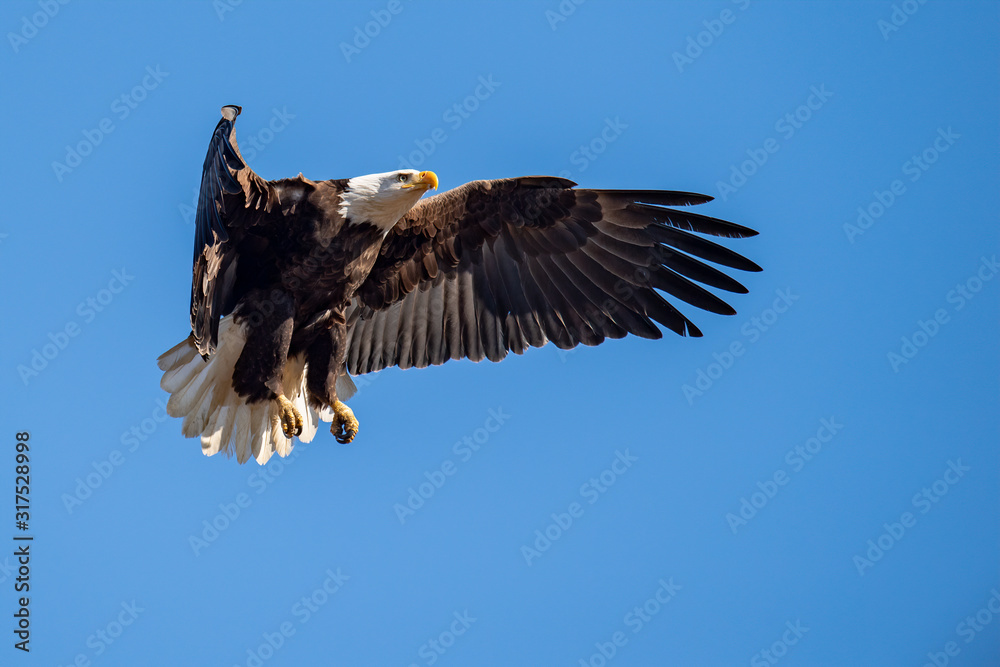Fototapeta premium An American Bald Eagle prepares to land.
