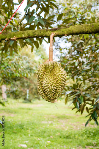 Durian on the tree in the garden for export ,king of fruit in Thailand,  © Amornsak