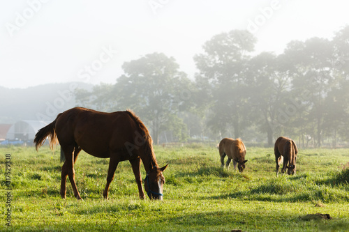 日本の北海道東部・9月の牧場、逆光の朝靄に浮かぶ馬のシルエット