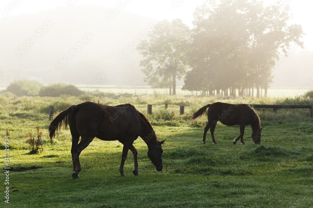 Obraz premium 日本の北海道東部・9月の牧場、逆光の朝靄に浮かぶ馬のシルエット