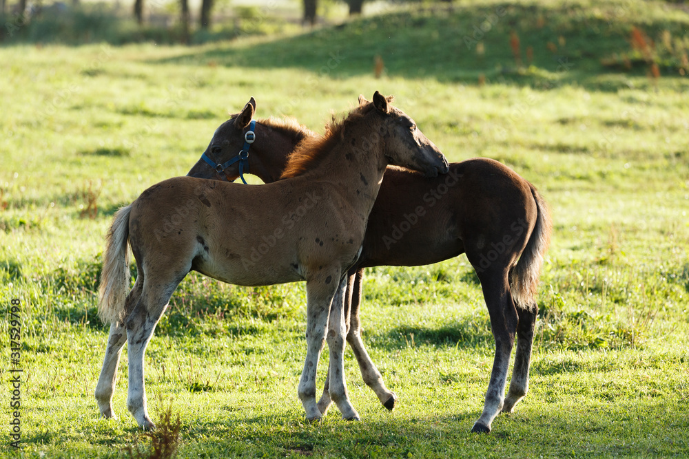 日本の北海道東部・9月の牧場、逆光の朝靄に浮かぶ馬のシルエット