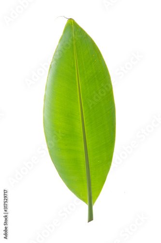 Green leaf texture white background