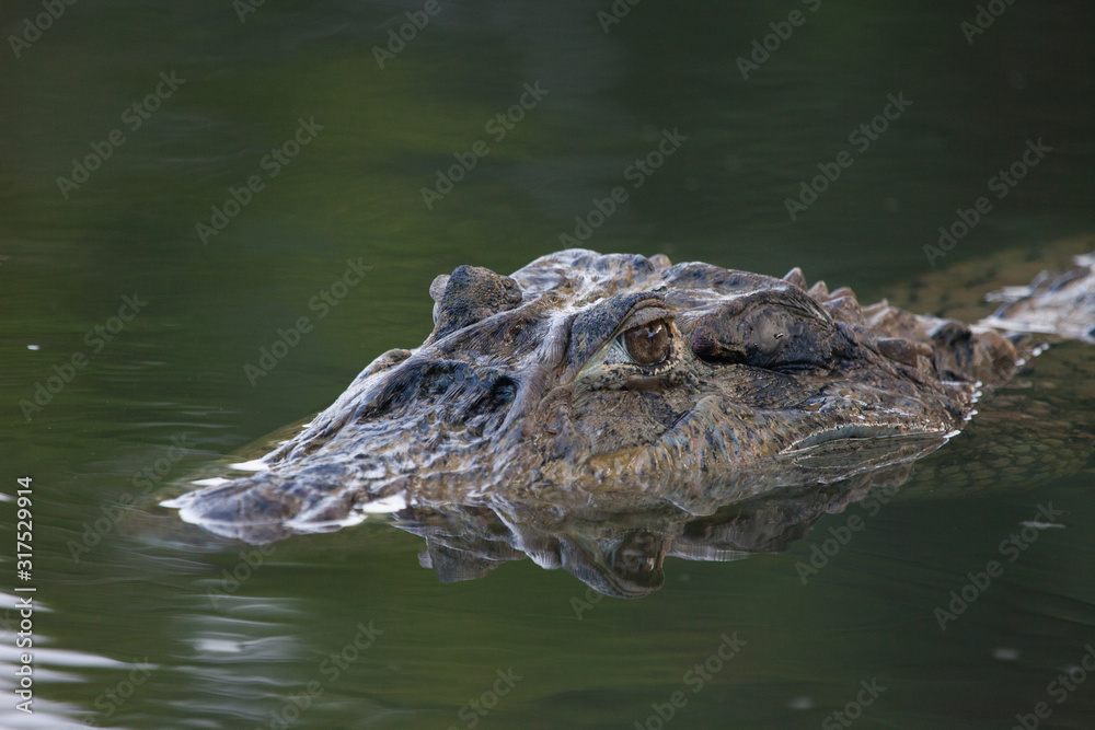 Portrait of a beautiful large Caiman on the water surface in the form of a snag in its natural habitat. Animal world, predators.