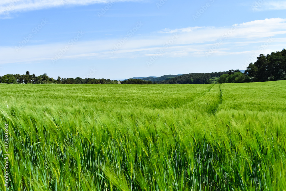 beautiful grain field in the Eifel beautiful grain field in the Eifel