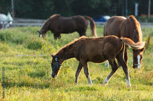 日本の北海道東部・9月の牧場、逆光の朝靄に浮かぶ馬のシルエット © Hirayama Toshiya