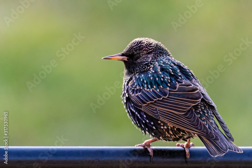 Common European Starling (Sturnus vulgaris) Perched on a Pole © mitgirl