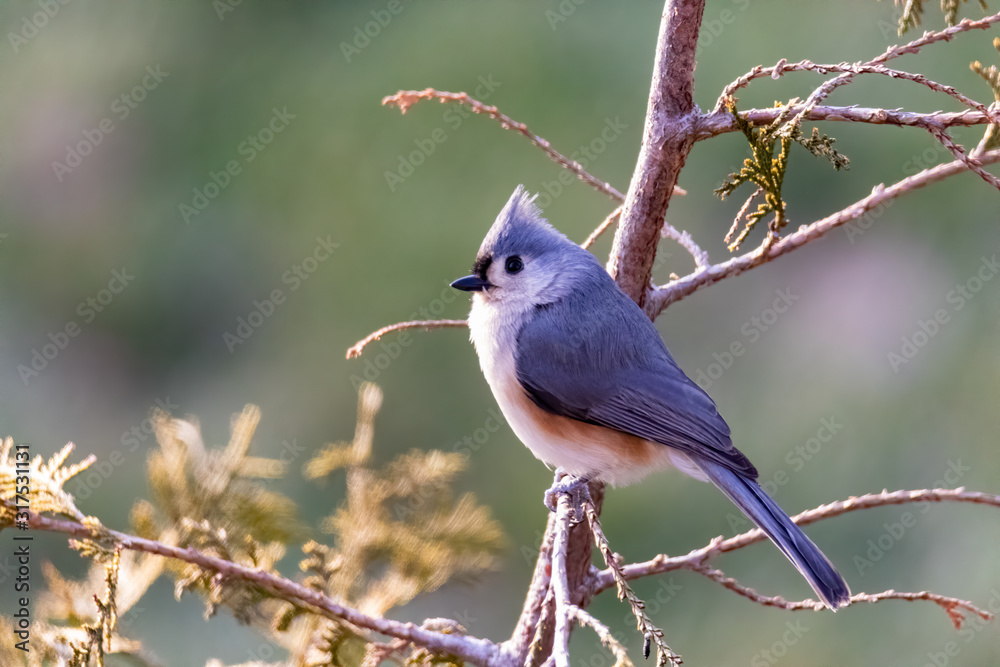 Tufted Titmouse (Baeolophus Bicolor) Perched on a Tree in Winter Tufted Titmouse (Baeolophus Bicolor) Perched on a Tree in Winter