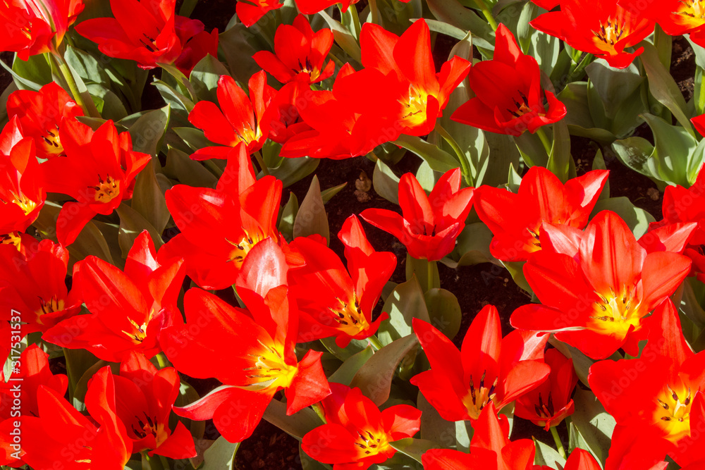 close-up of blooming red tulips