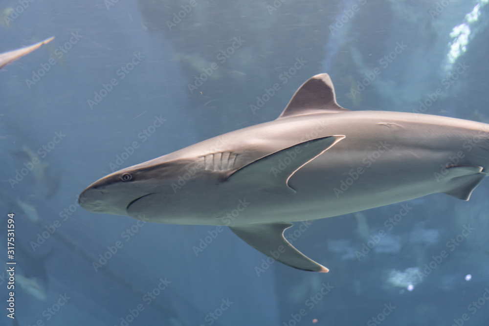 Naklejka premium Marine life, shark swimming in water with an underwater environment