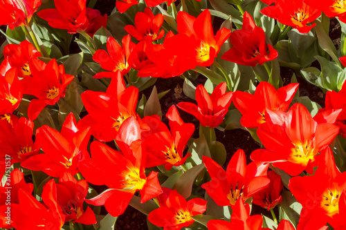 close-up of blooming red tulips