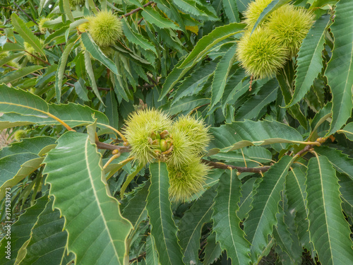 Partly open sweet chestnuts and leaves of the chestnut tree
