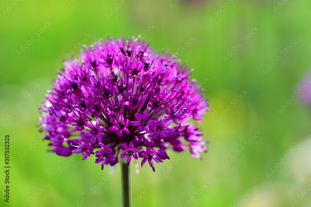 Zierlauch Sternblüte flieder, violett auf grünem Hintergrund Zierlauch Sternblüte flieder, violett auf grünem Hintergrund
